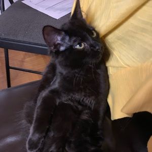 Meet your Posher, Chadia